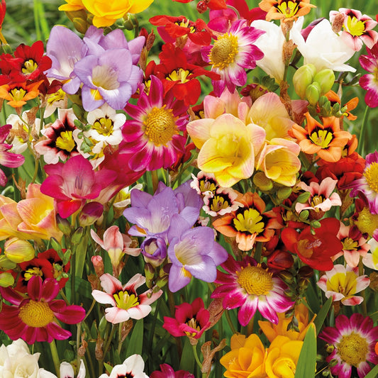 Bunte Blumenzwiebelmischung (x27) - Bakker