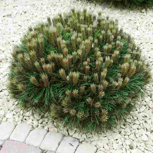Zwergkiefer Marie Brégeon - Pinus nigra marie brégeon - Gartenpflanzen
