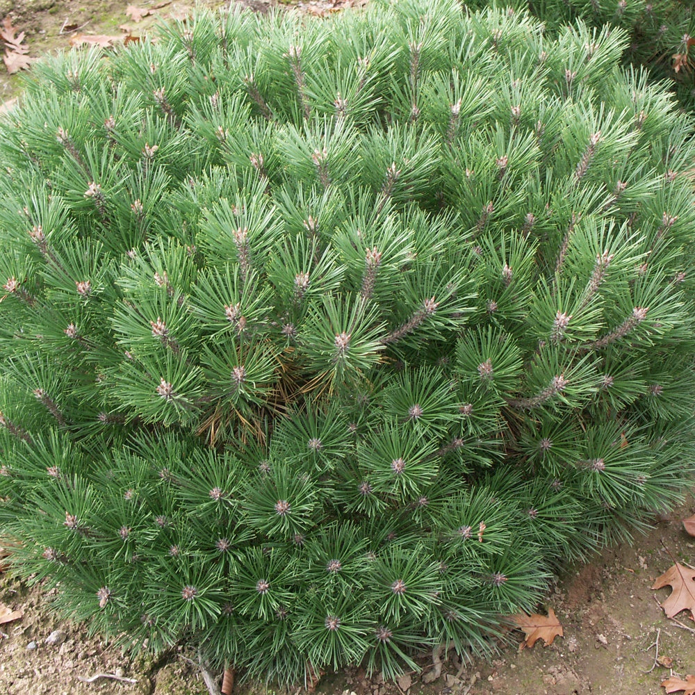 Zwergkiefer Pierrick Brégeon - Pinus nigra pierrick brégeon - Gartenpflanzen