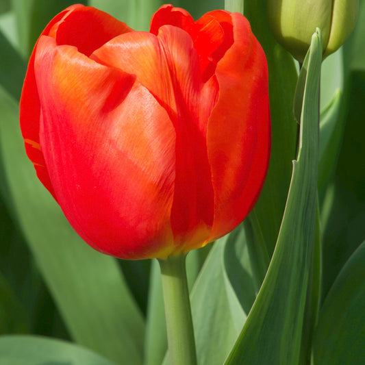 Triumph-Tulpen Cadans (x10) - Tulipa 'cadans' - Blumenzwiebeln