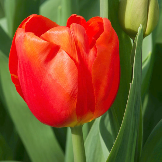 Triumph-Tulpen Cadans (x10) - Tulipa 'cadans' - Blumenzwiebeln