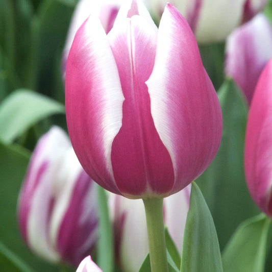 Triumph-Tulpen Synaeda Blue (x10) - Tulipa 'synaeda blue' - Blumenzwiebeln Frühlingsblüher