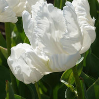 Papageien-Tulpen White Parrot (x7) - Tulipa 'white parrot' - Blumenzwiebeln