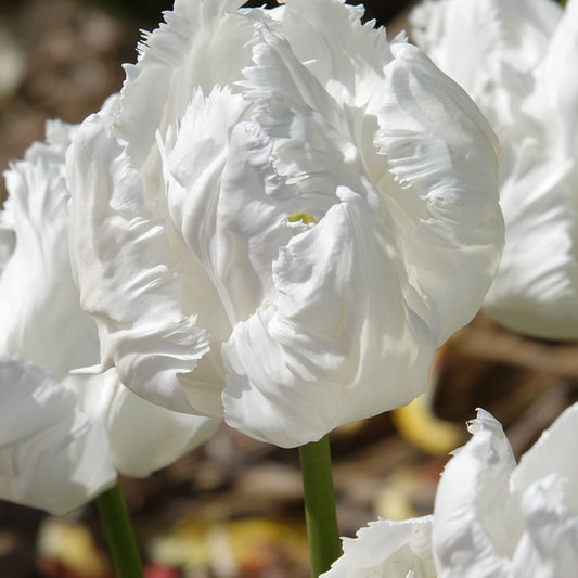 Papageien-Tulpen White Parrot (x7) - Tulipa 'white parrot' - Blumenzwiebeln Frühlingsblüher