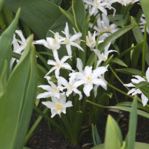 Schneeglanz Luciliae Alba (x20) - Chionodoxa 'luciliae alba' - Blumenzwiebeln