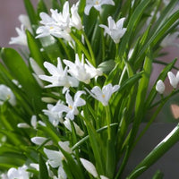 Schneeglanz Luciliae Alba (x20) - Chionodoxa 'luciliae alba' - Blumenzwiebeln Frühlingsblüher