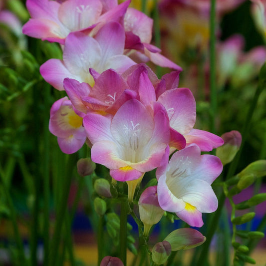 Freesie (einfach) - Rosa - Freesia 'pink' - Blumenzwiebeln