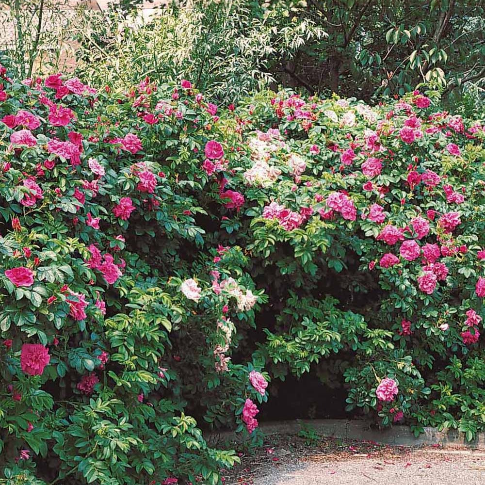 Hagebutte Rubra - Rosa rugosa rubra - Gartenpflanzen