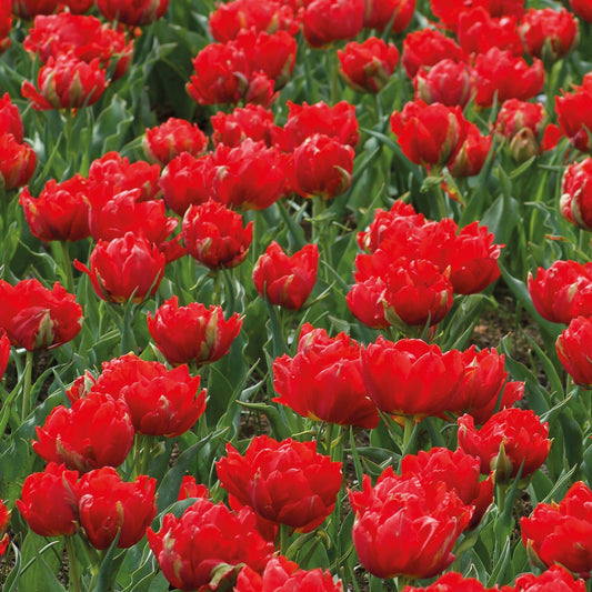 Doppelte Rote Tulpen - Abba (x7) - Tulipa abba - Blumenzwiebeln