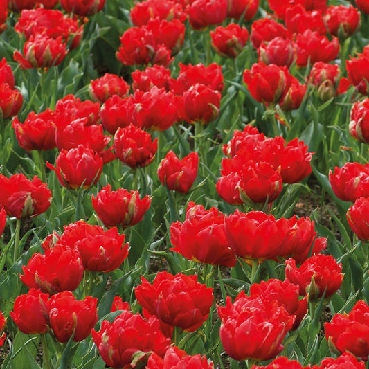 Doppelte Rote Tulpen - Abba (x7) - Bakker