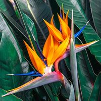 Paradiesvogelblume Strelitzia - Strelitzia reginae - Bakker