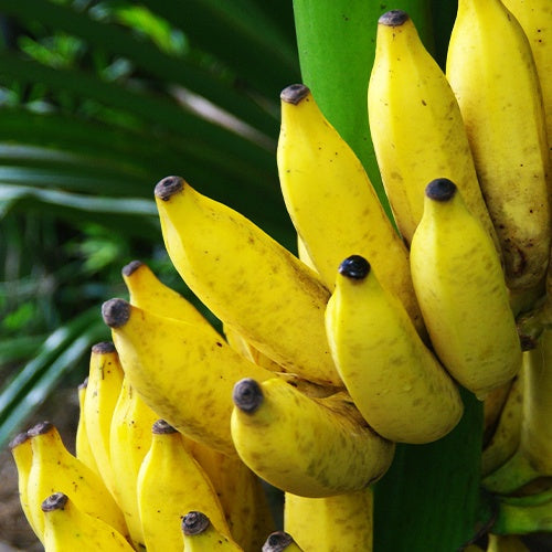 Fruchtbanane Dajiao - Musa x Dajiao - Bakker