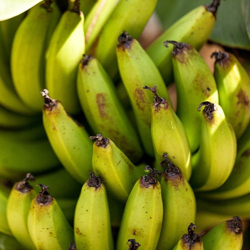 Zwergbanane Dwarf Cavendish - Bakker