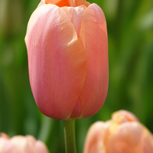 Tulpen Menton - Tulipa 'menton' - Blumenzwiebeln
