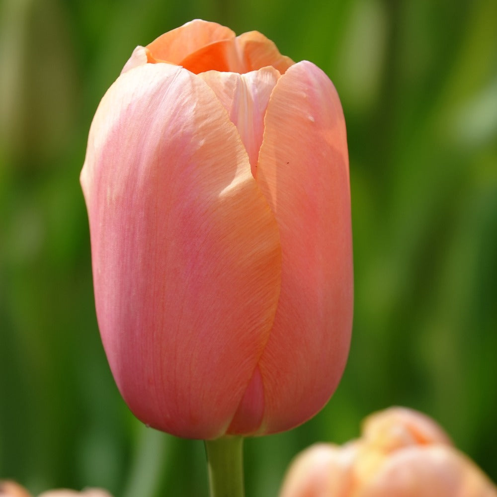 Tulpen Menton - Tulipa 'menton' - Blumenzwiebeln