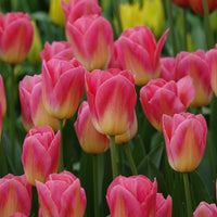Triumph-Tulpen Tom Pouce - Tulipa 'tom pouce' - Blumenzwiebeln