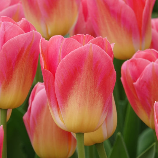 Triumph-Tulpen Tom Pouce - Tulipa 'tom pouce' - Blumenzwiebeln Frühlingsblüher