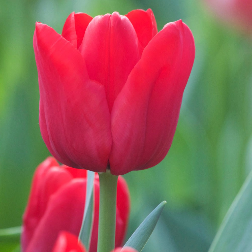 Triumph-Tulpen Ile de France - Tulipa 'ile de france' - Blumenzwiebeln