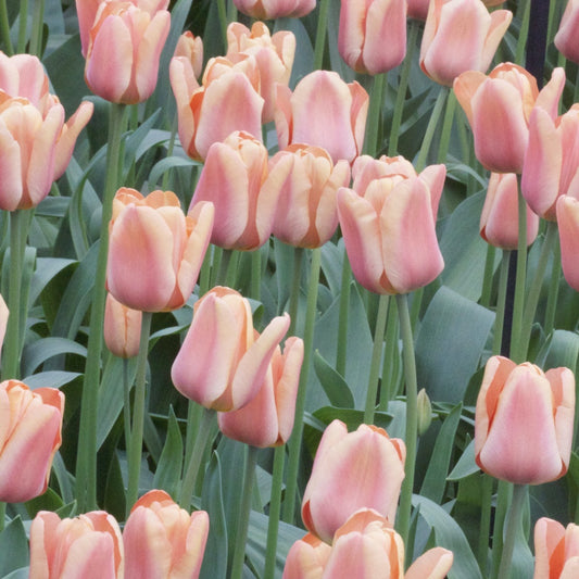Triumph-Tulpen Apricot Foxx - Bakker
