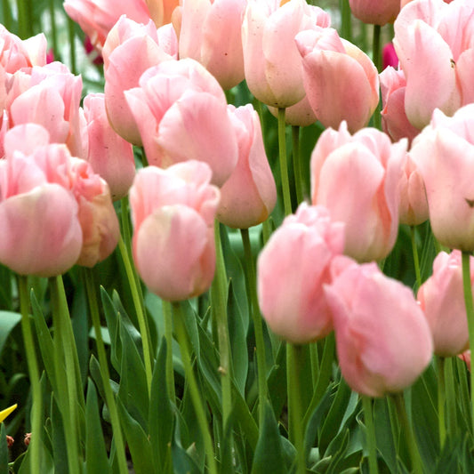 Triumph-Tulpen Apricot Beauty - Bakker