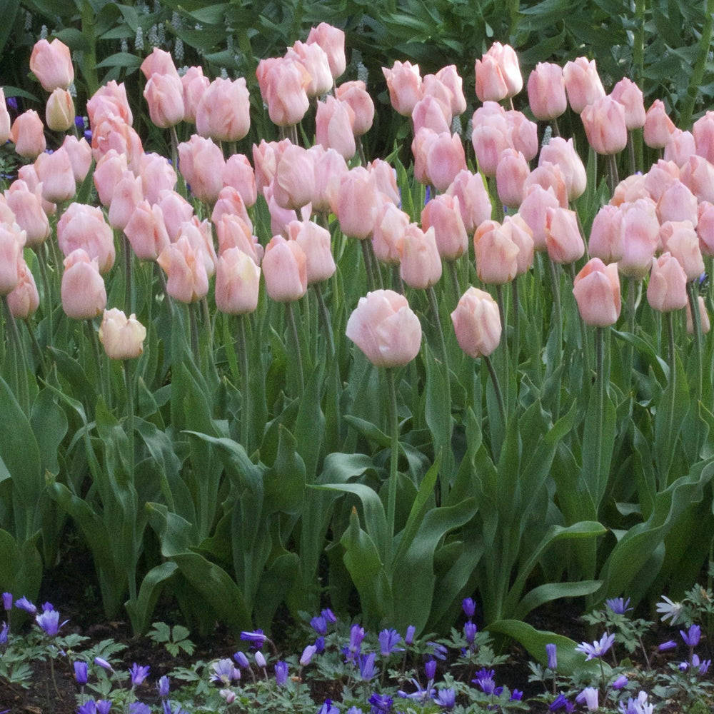 Triumph-Tulpen Apricot Beauty - Tulipa 'apricot beauty' - Blumenzwiebeln Frühlingsblüher