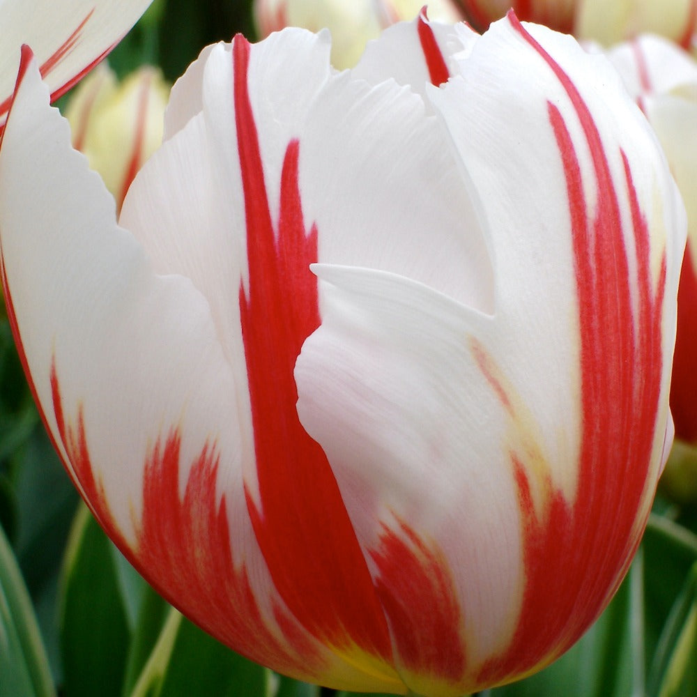 Triumph-Tulpen Carnaval de Rio - Tulipa 'carnaval de rio' - Blumenzwiebeln