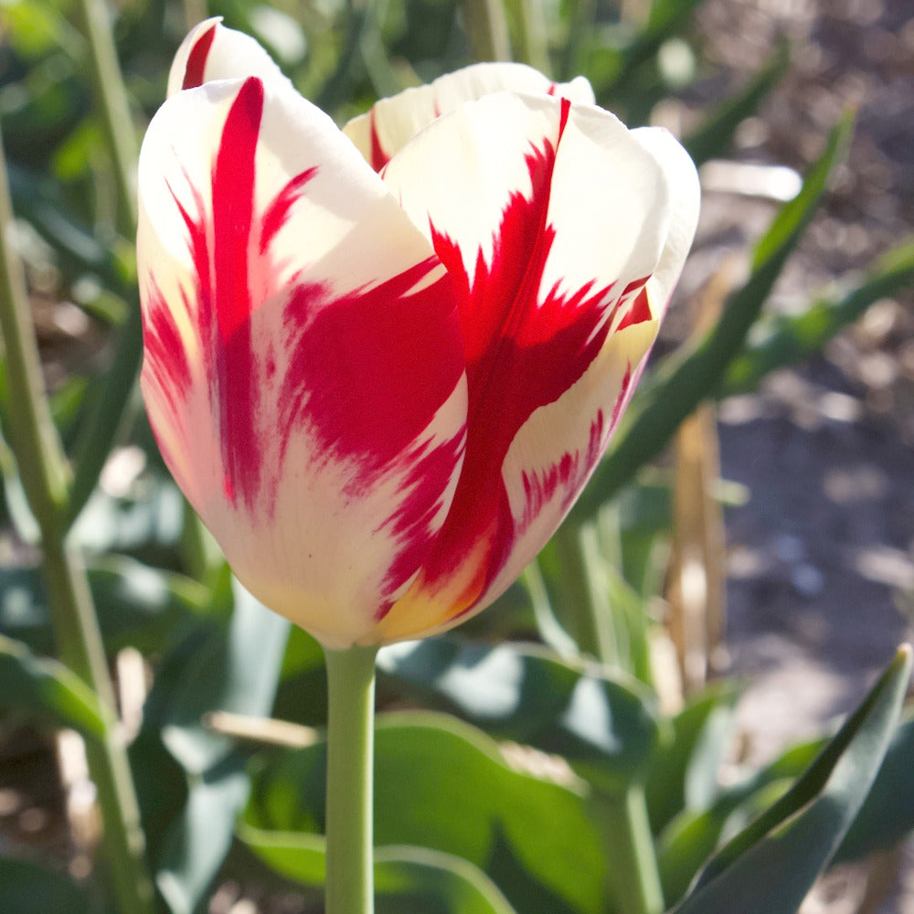 Triumph-Tulpen Carnaval de Rio - Tulipa 'carnaval de rio' - Blumenzwiebeln Frühlingsblüher