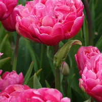 Doppelte Tulpen Amazing Grace - Tulipa 'amazing grace' - Blumenzwiebeln