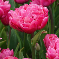 Doppelte Tulpen Amazing Grace - Tulipa 'amazing grace' - Bakker