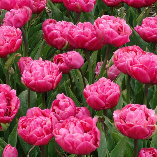Doppelte Tulpen Amazing Grace - Tulipa 'amazing grace' - Blumenzwiebeln Frühlingsblüher