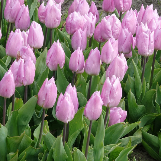 Triumph-Tulpen Candy Prince - Tulipa 'candy prince' - Blumenzwiebeln Frühlingsblüher