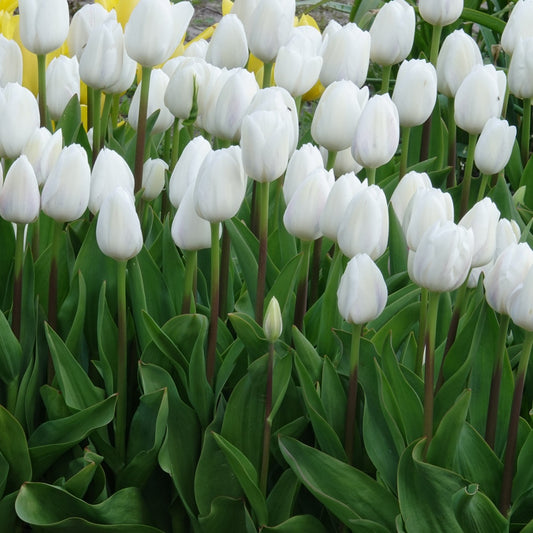 Triumph-Tulpen Royal Virgin - Bakker
