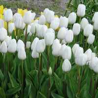 Triumph-Tulpen Royal Virgin - Bakker