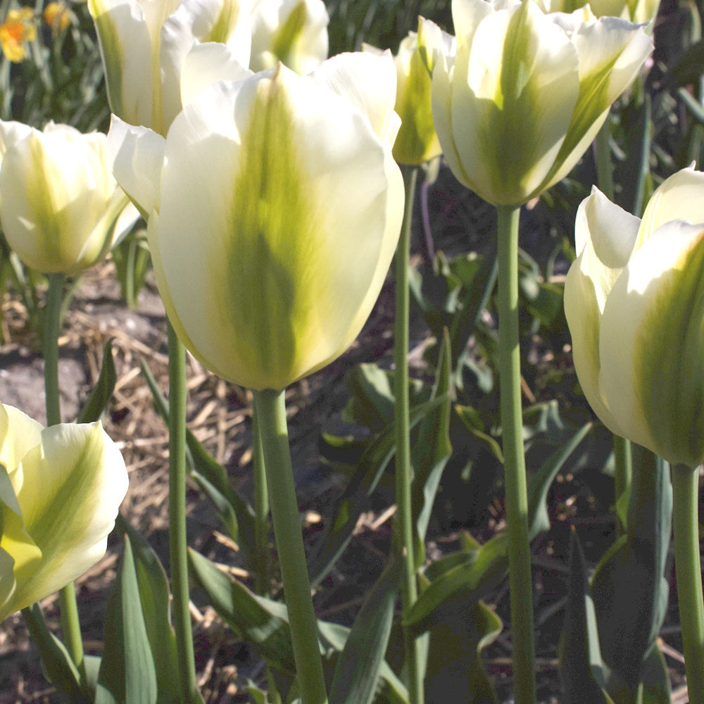 Triumph-Tulpen Green Spirit - Tulipa 'green spirit' - Blumenzwiebeln Frühlingsblüher