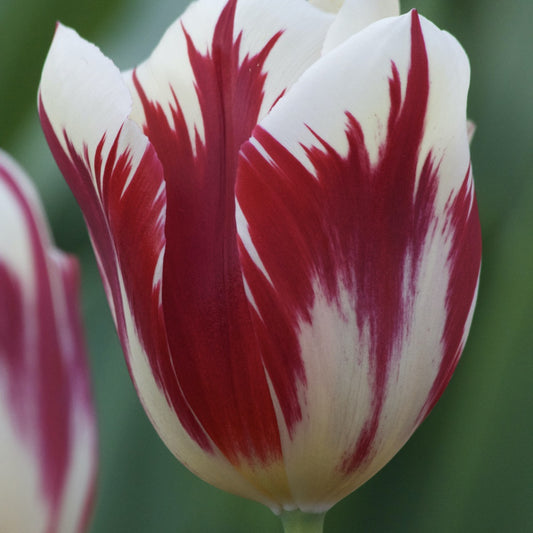 Triumph-Tulpen Grand Perfection - Bakker