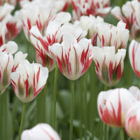 Viridiflora-Tulpen Flaming Spring Green - Tulipa 'flaming spring green' - Blumenzwiebeln