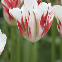 Viridiflora-Tulpen Flaming Spring Green - Tulipa 'flaming spring green' - Blumenzwiebeln Frühlingsblüher