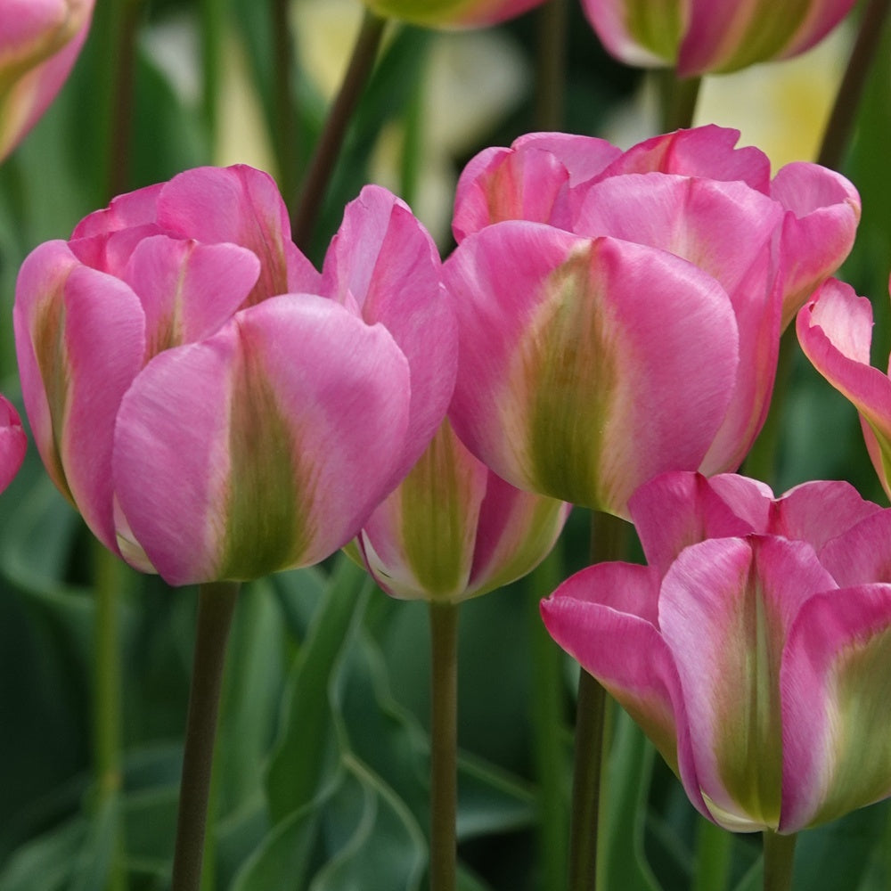 Viridiflora-Tulpen Groenland - Tulipa 'groenland' - Blumenzwiebeln