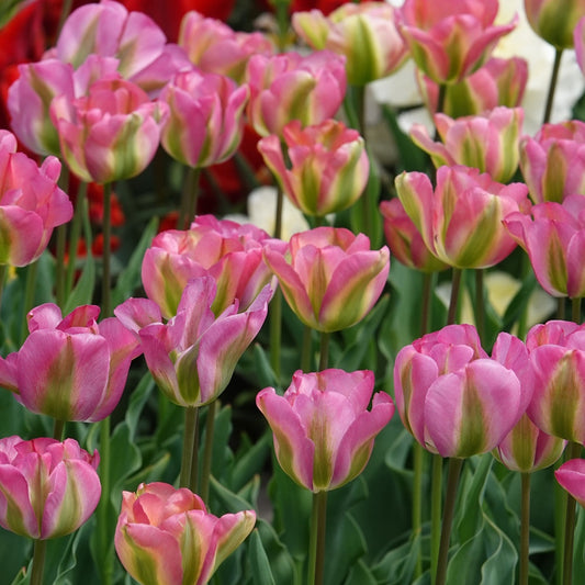 Viridiflora-Tulpen Groenland - Tulipa 'groenland' - Blumenzwiebeln Frühlingsblüher