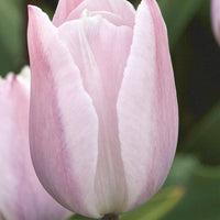 Triumph-Tulpen Silver Cloud - Tulipa 'silver cloud' - Blumenzwiebeln