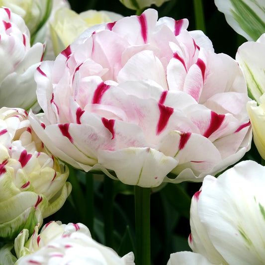 Doppelte Tulpen Dance Line - Bakker