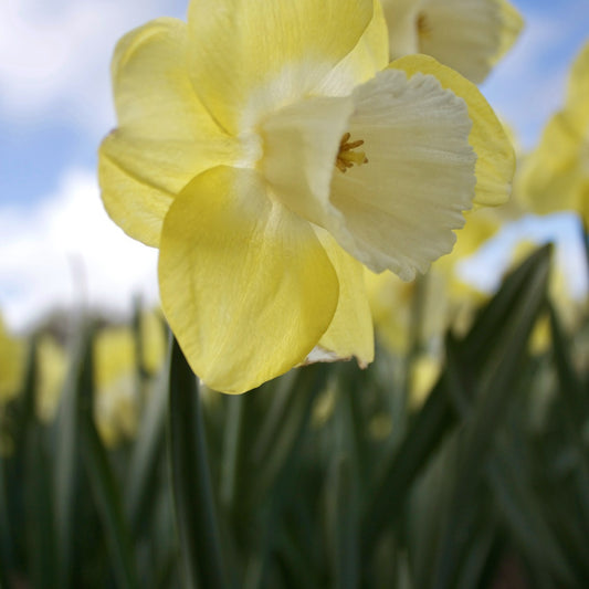 Narzissen mit großer Krone Avalon (x7) - Narcissus 'avalon' - Blumenzwiebeln