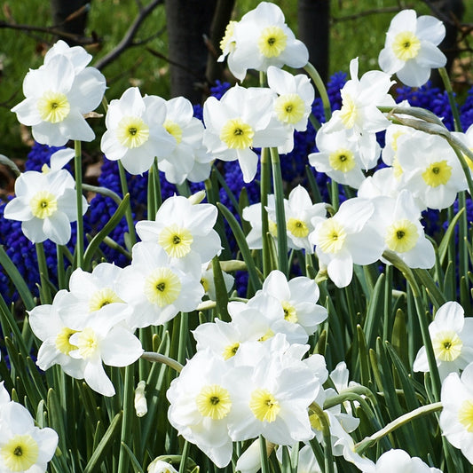 Narzissen Segovia (x5) - Narcissus 'segovia' - Blumenzwiebeln Frühlingsblüher
