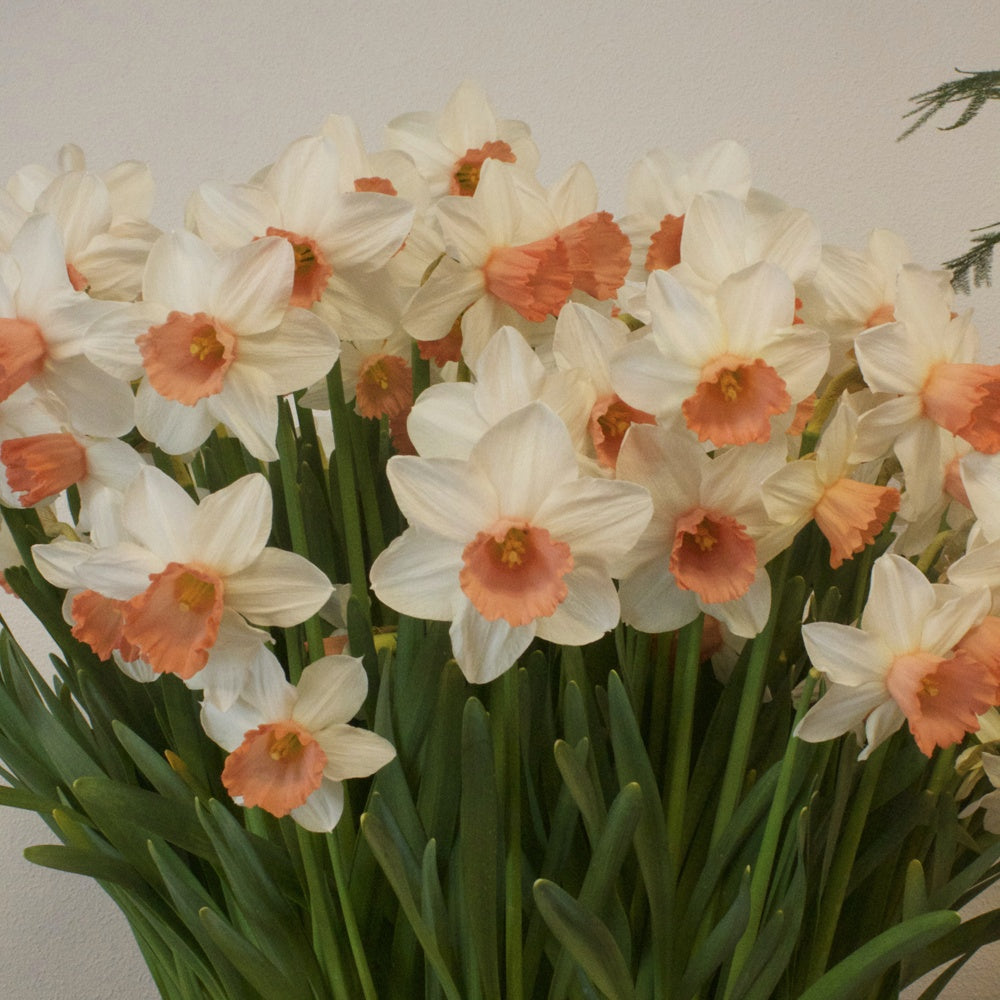 Narzissen Iwona (x10) - Narcissus 'iwona' - Blumenzwiebeln