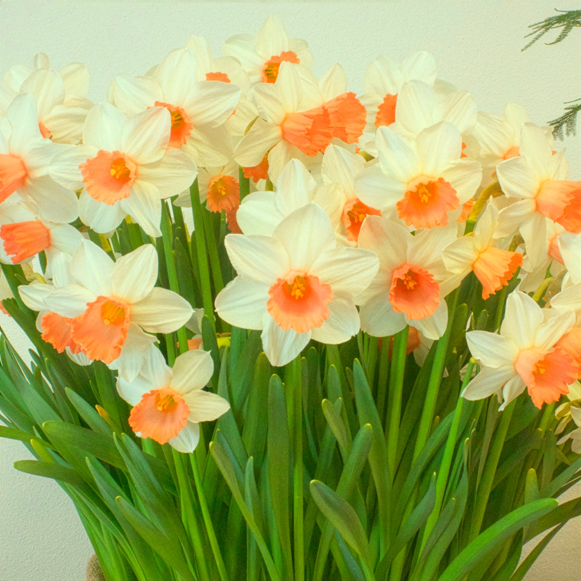 Blumenzwiebeln Narzissen Iwona (x5) - Narcissus cyclamineus Iwona