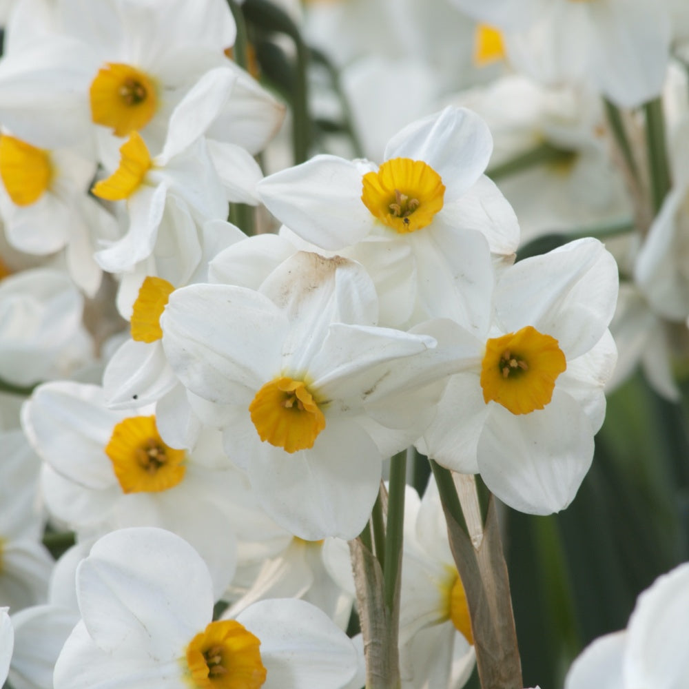 Narzissen Geranium (x5) - Narcissus 'geranium' - Blumenzwiebeln