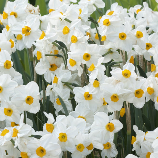 Narzissen Geranium (x5) - Narcissus 'geranium' - Blumenzwiebeln Frühlingsblüher