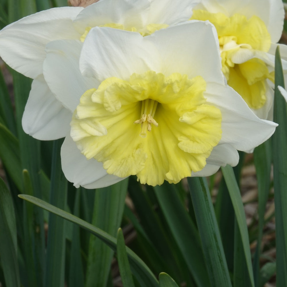 Narzissen mit großer Krone Ice Follies (x5) - Narcissus 'ice follies' - Blumenzwiebeln