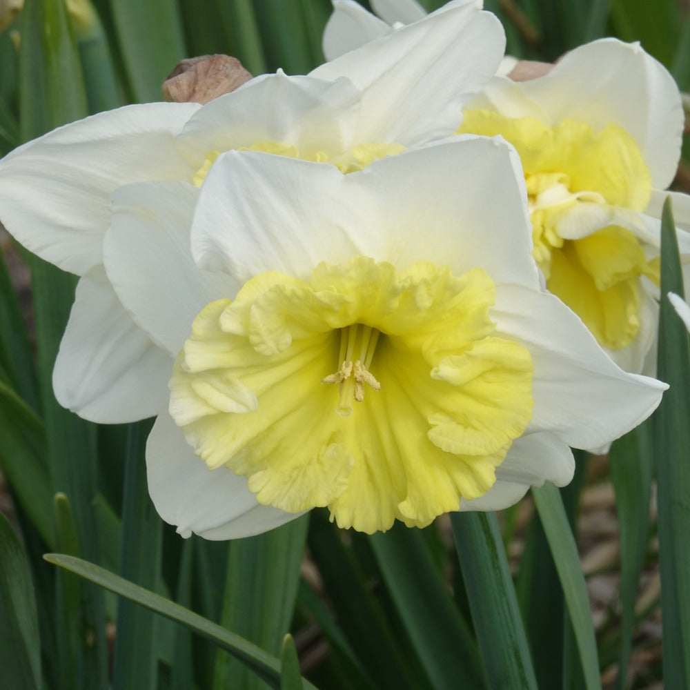 Narzissen mit großer Krone Ice Follies (x5) - Narcissus 'ice follies' - Blumenzwiebeln