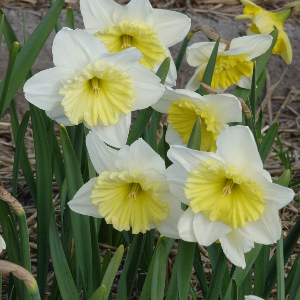 Narzissen mit großer Krone Ice Follies (x5) - Narcissus 'ice follies' - Blumenzwiebeln Frühlingsblüher